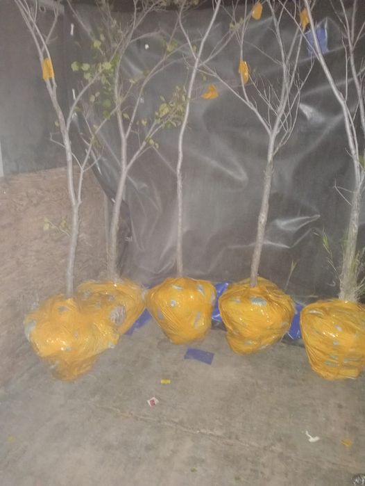 ВЯЗЬ тополь ива ели