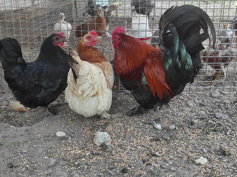 Продам карликовых курей