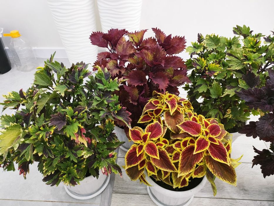 Растения для дома, доставка