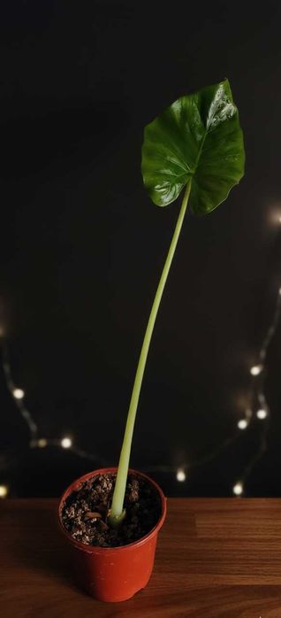 Алоказия Арма Alokaziya Arma