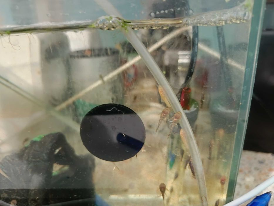 Анцитруси объкновени