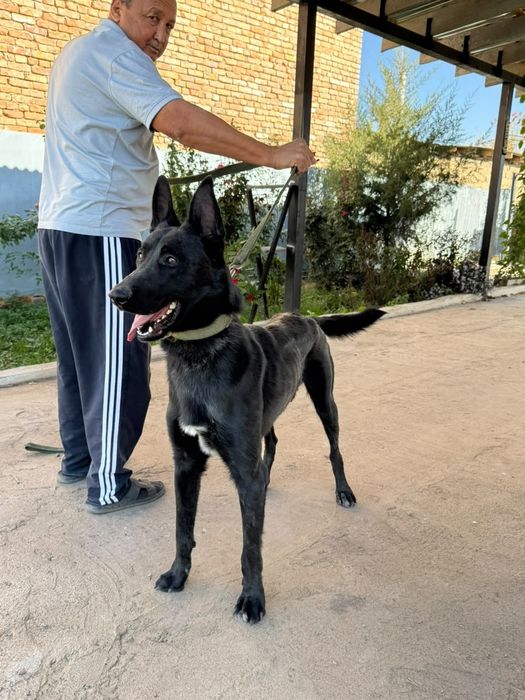 бельгийский овчарка