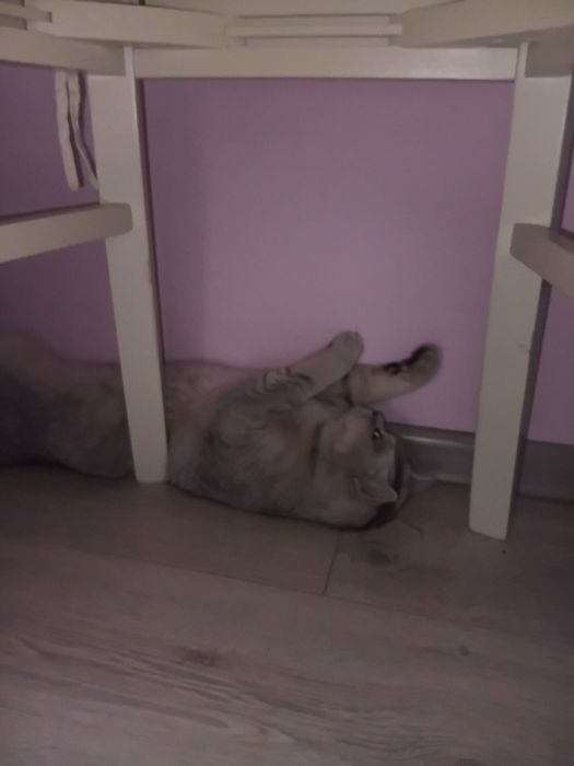 Породистый кешке британка