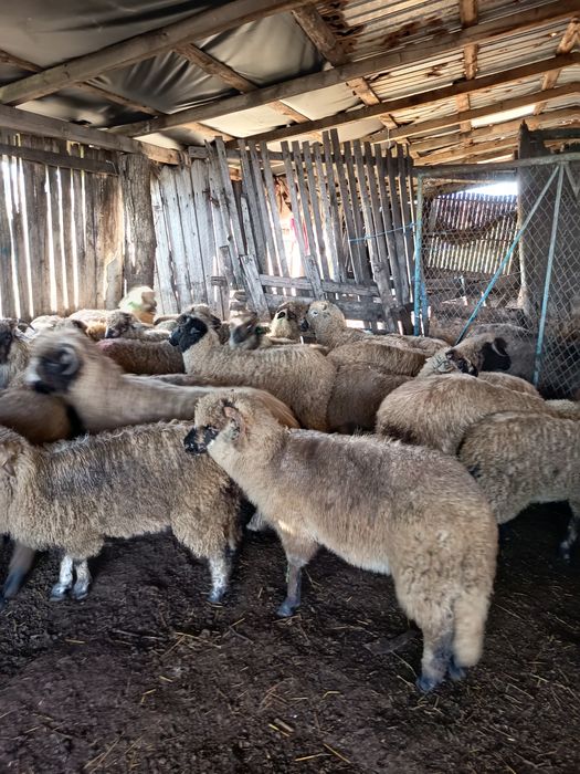 De vânzare 12 berbecuți de anul acesta