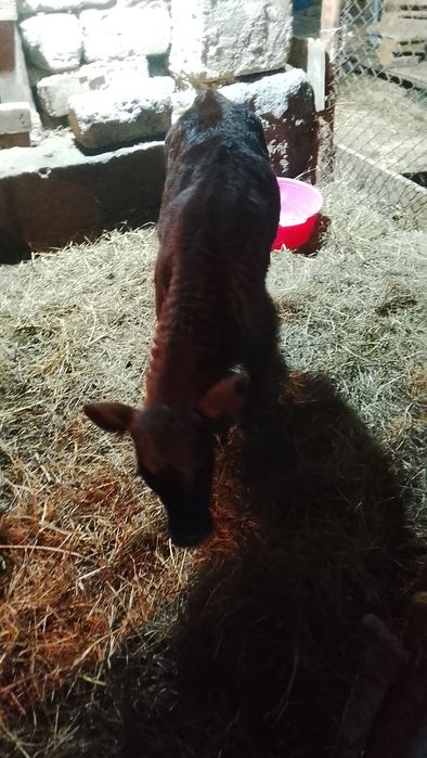 Теленок                     .