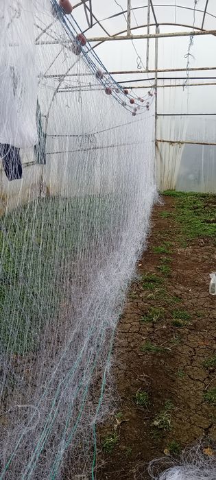 Setca pește,halău,crâsnic plasa