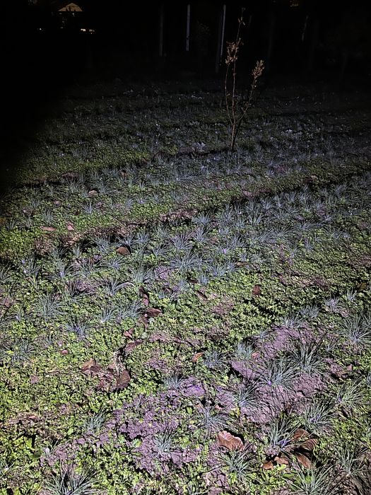 Vând șofran.Productie proprie-2024!!