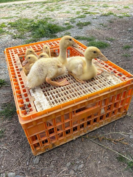 Puii pasarii de curte