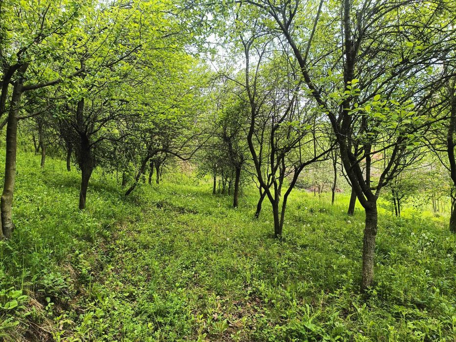 Vând teren intravilan în CĂRBUNEȘTI-PRAHOVA. Super-preț!!!
