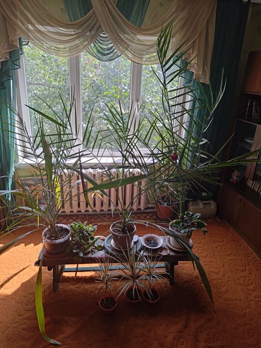 Комнатные растения