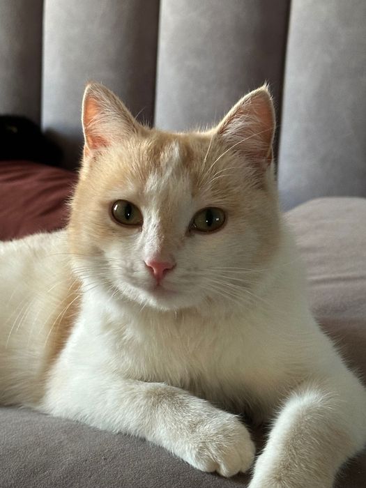 Отдам в добрые руки кошку девочку