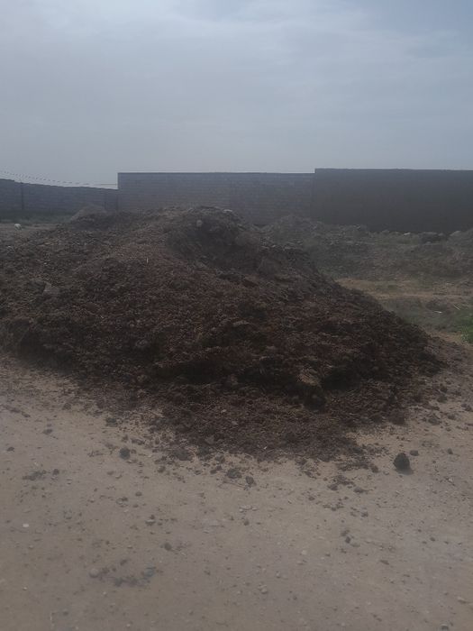 Мол куй нуриси сотлади