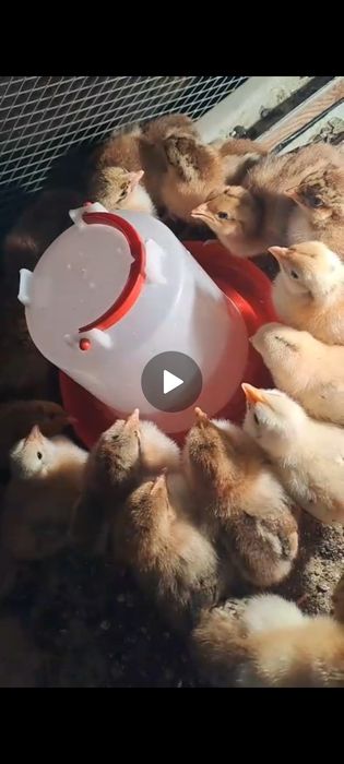 Продам цыплят недельные