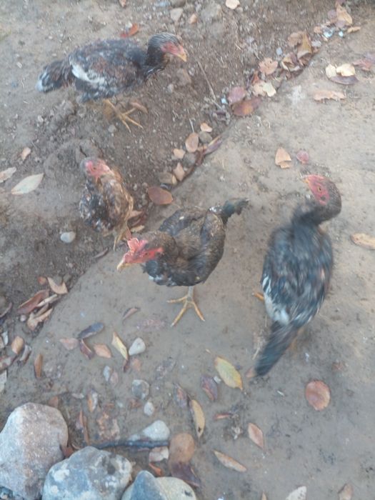 Дакайн жужлар сотлди.200000миндан донси