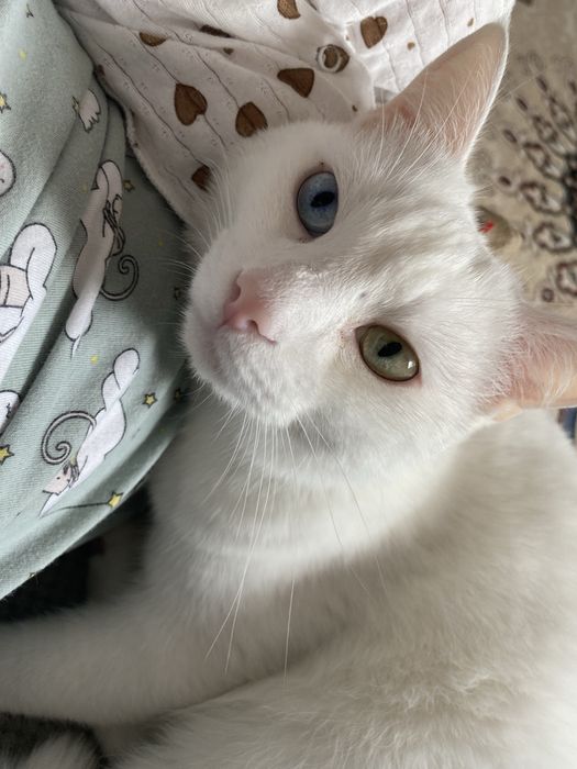 Отдам кота в хорошие руки