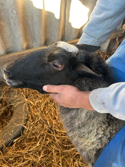 Oi romanov si un berbec