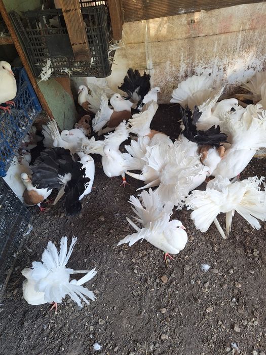 Porumbei pave porumbei