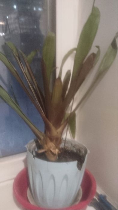 Домашние цветы разные