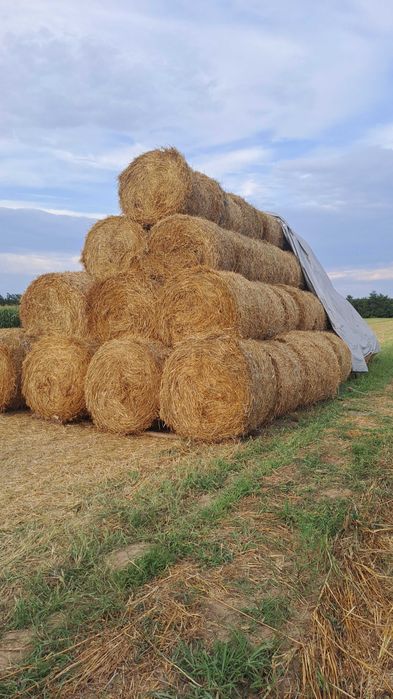 Baloti de fan paie rotunzi 1.2x1.2m