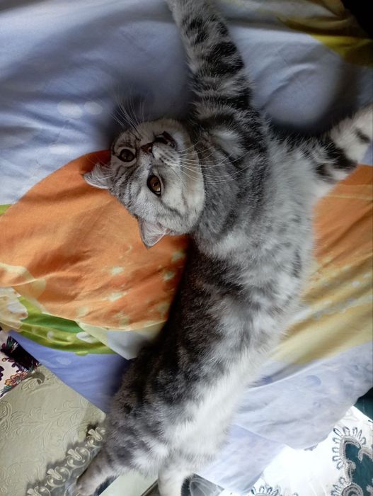 Продается Скоттиш страйт МУЖ