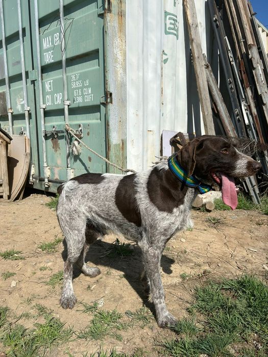 Продам охотничьи Дратхаар