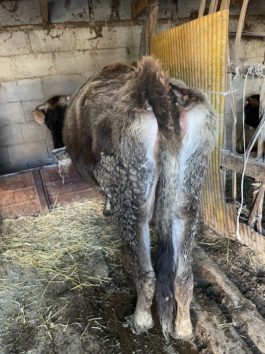 Продам большая корова