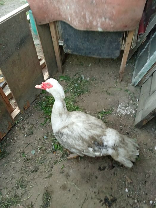 Продам индоселеня