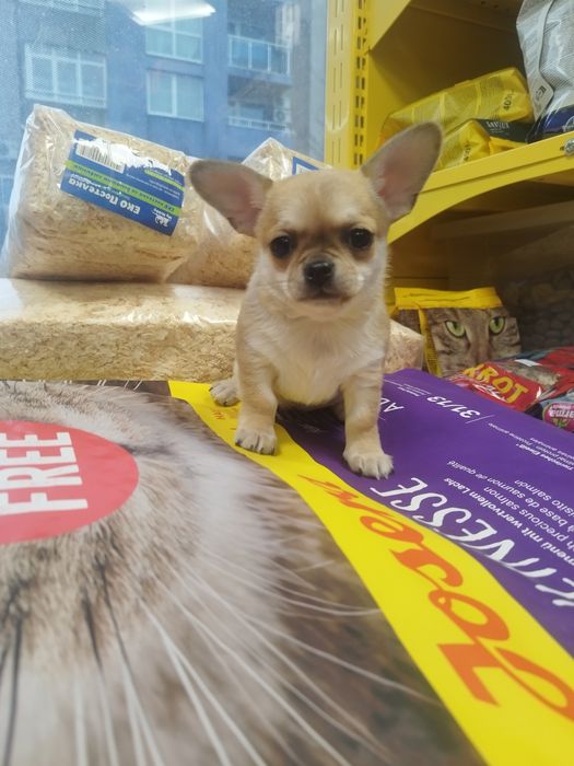 Чихуахуа момченце