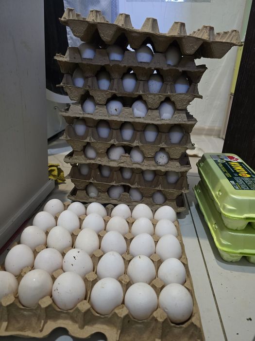 Кур-несушек Пивзавод