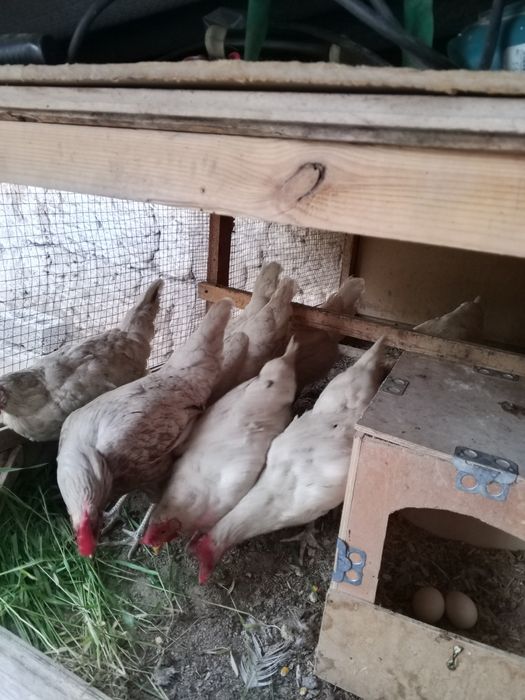 Loman sendi uyda boqilgan tovuq