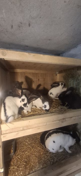 Tineret Fluture German Pestrit