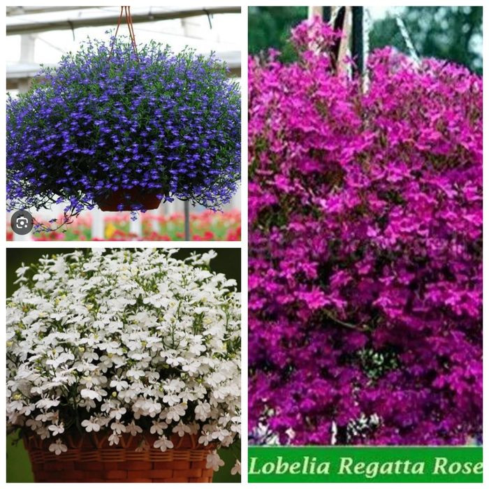 Профессиональные семена цветов