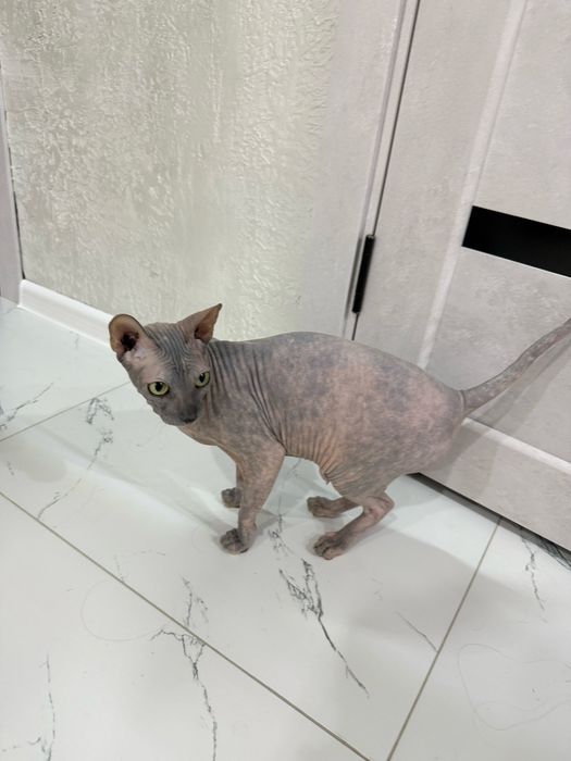 Нужен кот на вязку сфинкс,девочке 7 лет