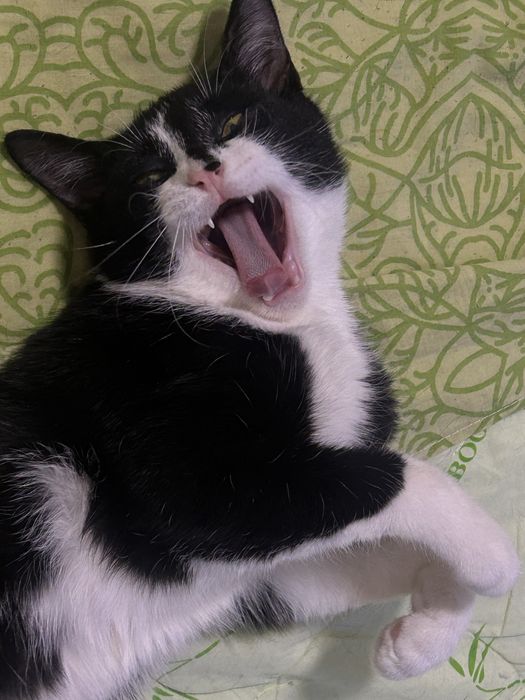 Тактильный котик