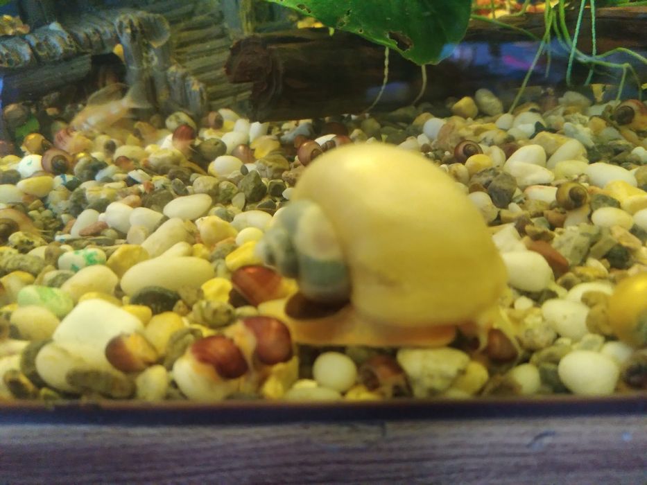 Улитки Ампулярии