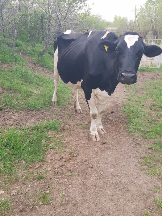 Продам корову Галштин