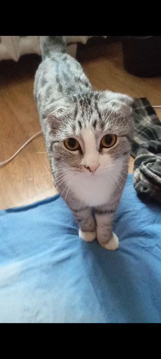 Отдам котика шотландца вислоухого
