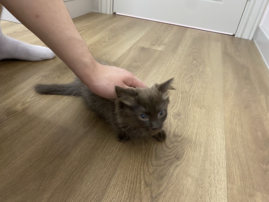 Котята, 2 кошки и 1 кот