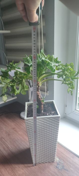 Филодендрон кудрявый