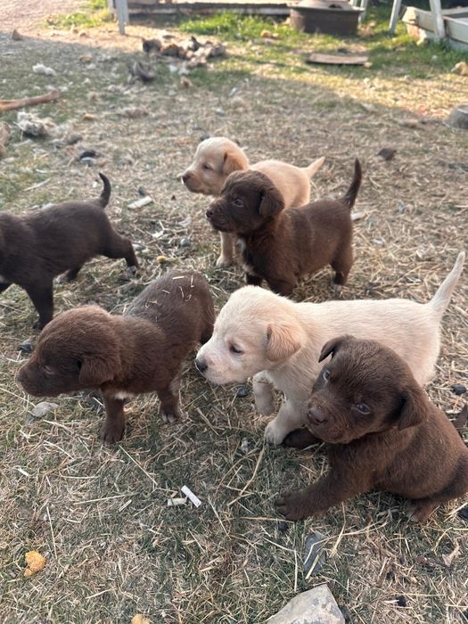 Отдам в хорошие руки