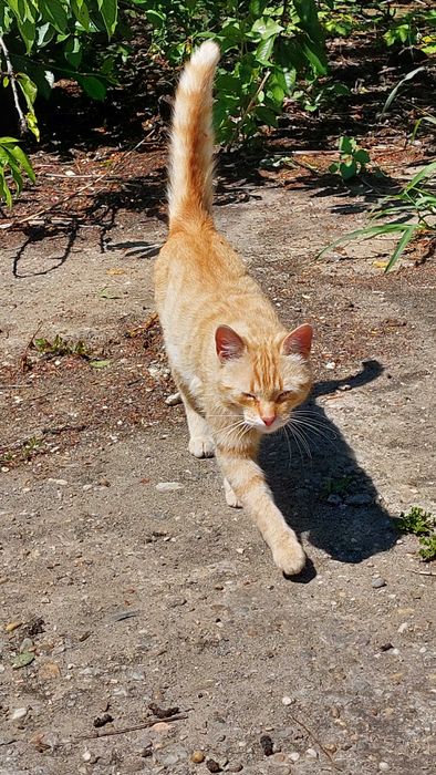 Adoptie pisica blândă și jucăușă la apartament.