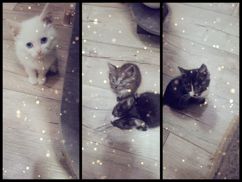 Котята в добрые руки