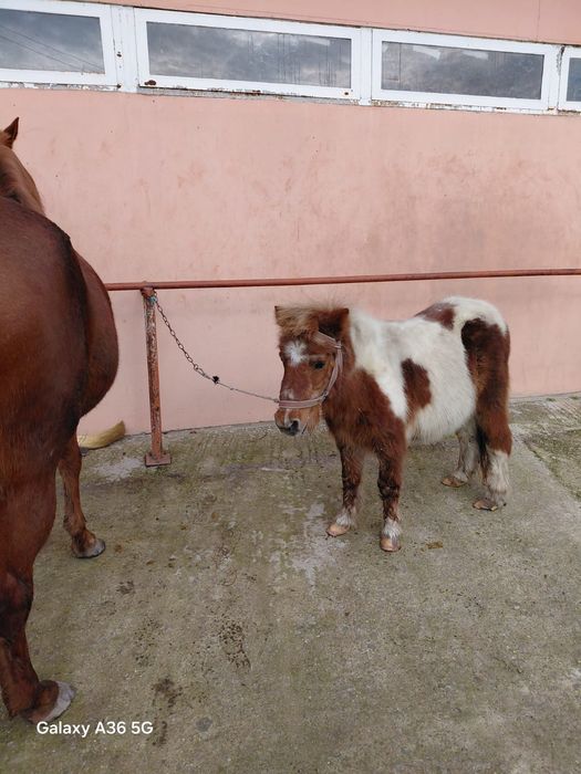 Пони шарено женско