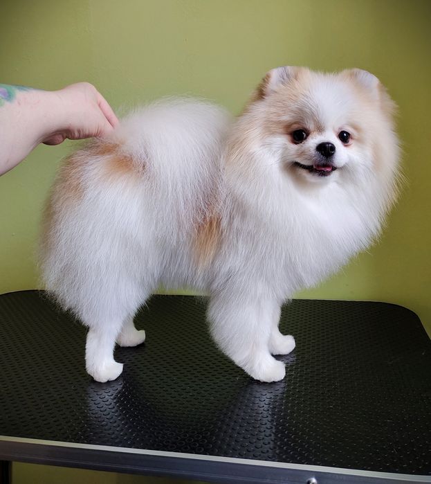 Профессиональный груминг собак и кошек