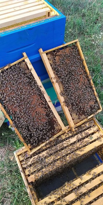 Продавам отводки Дадан блат,Рут,Фарар