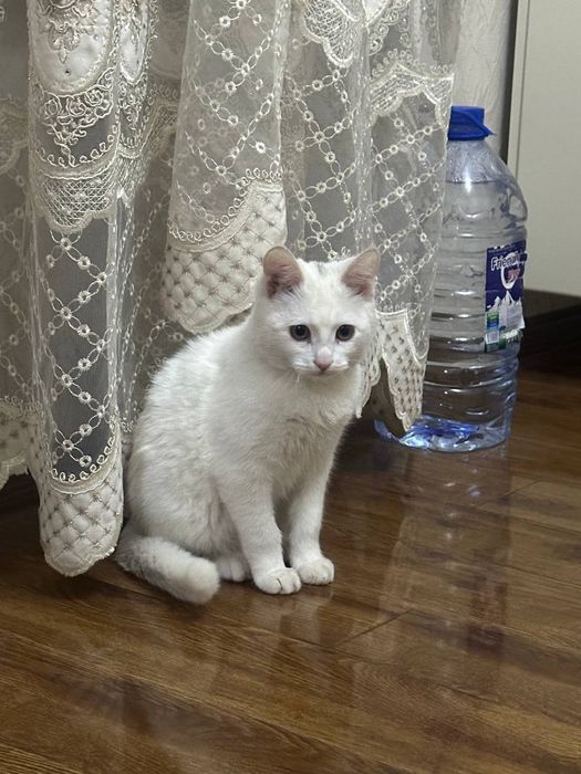 Hammomda mushukni soqolini olish