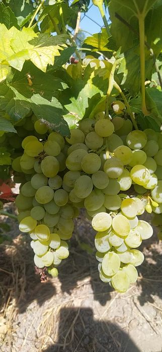 Саженцы винограда