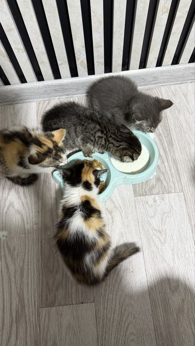Котята маленькие хорошинькие только в хорошие ручки отдам даром
