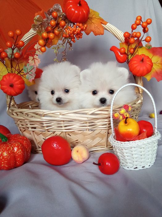 Щенки шпица мини