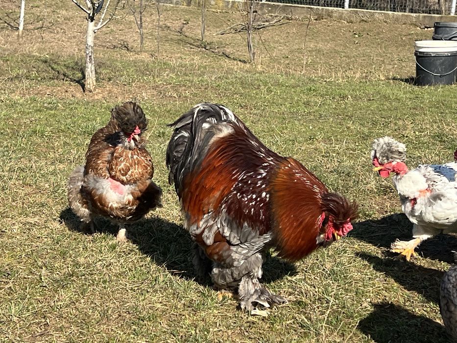 Oua incubat gaini motate, incaltate, gat golas